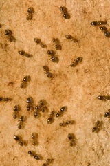 Bothriomyrmex communista