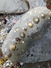 Patella ulyssiponensis