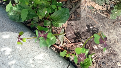 Oxalis tetraphylla