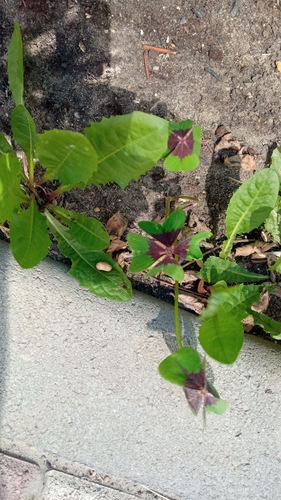 Oxalis tetraphylla