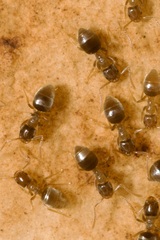 Bothriomyrmex communista