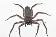 Morebilus plagusius
