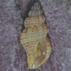 Cyrillia linearis