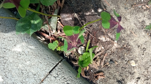 Oxalis tetraphylla