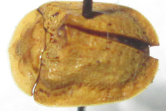 Acrocassis gibbipennis