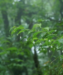 Polygonatum arisanense