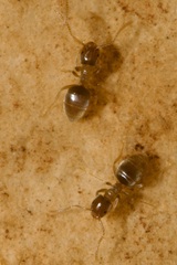 Bothriomyrmex communista