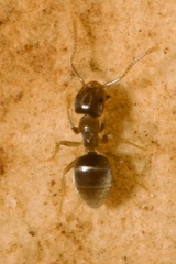 Bothriomyrmex communista
