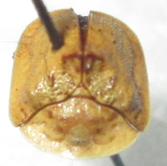 Acrocassis gibbipennis