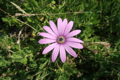 Dimorphotheca jucunda