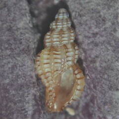 Cyrillia linearis