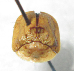 Acrocassis gibbipennis