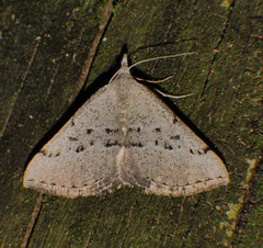 Dichromodes usurpatrix