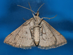 Dichromodes usurpatrix