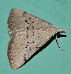 Dichromodes usurpatrix
