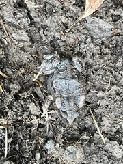 Uperoleia laevigata