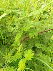 Mimosoideae