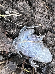 Uperoleia laevigata