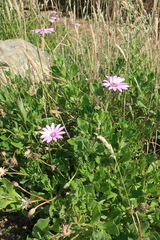 Dimorphotheca jucunda