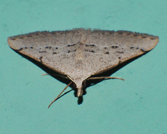 Dichromodes usurpatrix