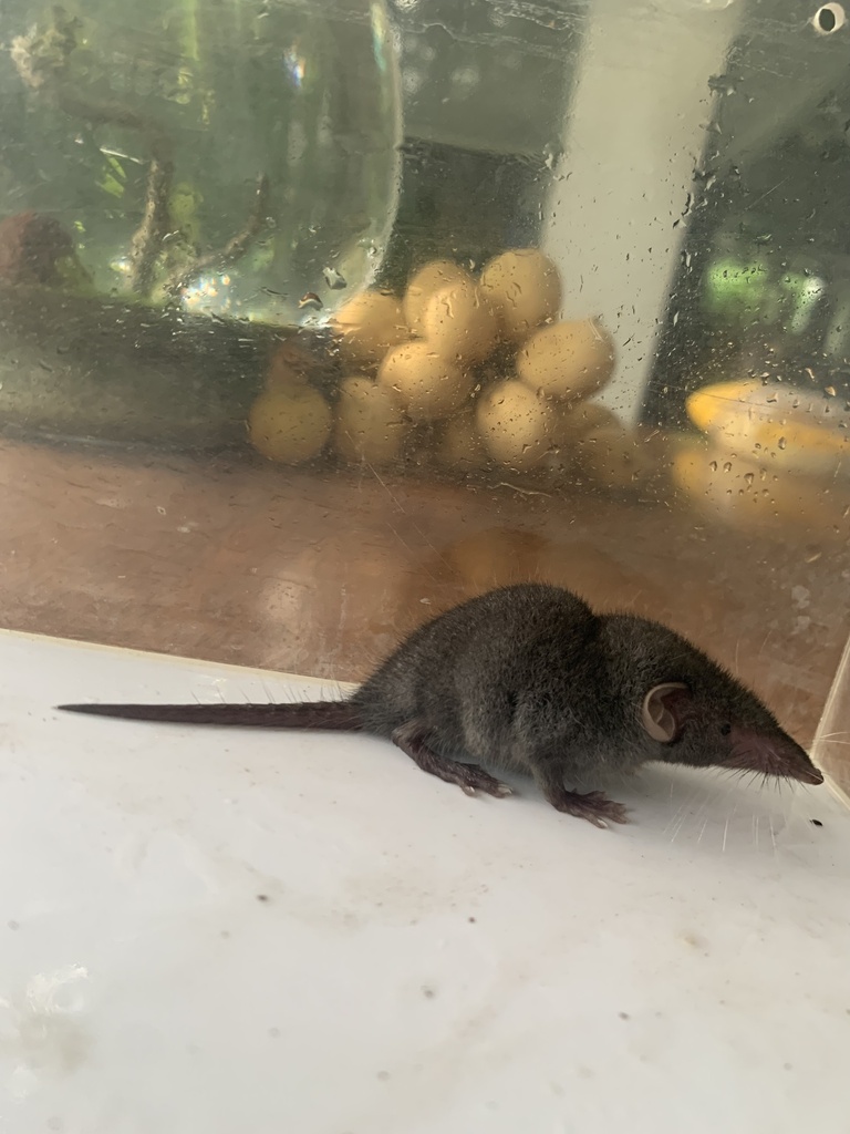 Asian House Shrew from Luzon, Marikina, Metro Manila, PH on July 31 ...