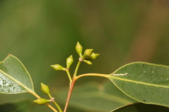 Eucalyptus major