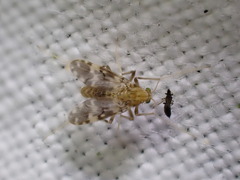 Psectrotanypus varius