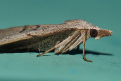 Dichromodes usurpatrix