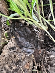 Uperoleia laevigata