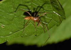 Cheiracanthium gracile