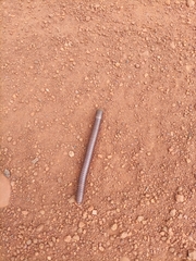 Diplopoda