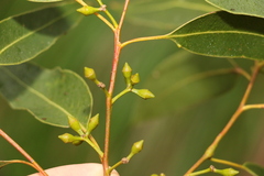 Eucalyptus major