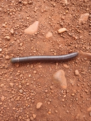Diplopoda