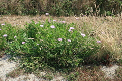 Dimorphotheca jucunda