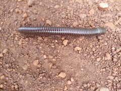 Diplopoda
