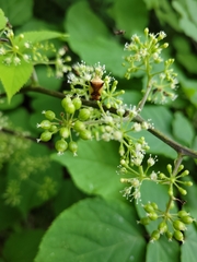 Elasmostethus atricornis