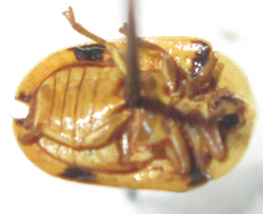 Acrocassis gibbipennis