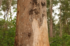 Eucalyptus major