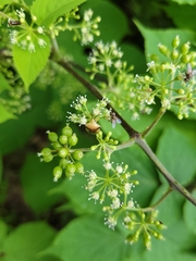 Elasmostethus atricornis