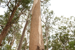 Eucalyptus major