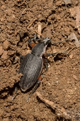 Otiorhynchus cardiniger