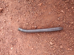 Diplopoda