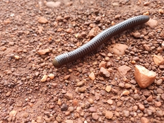Diplopoda