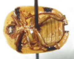 Acrocassis gibbipennis