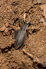 Otiorhynchus cardiniger