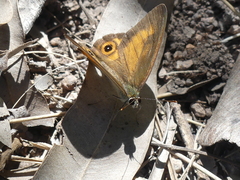 Hypocysta irius