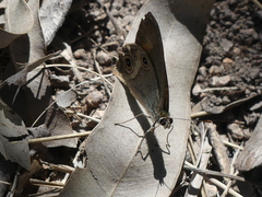Hypocysta irius