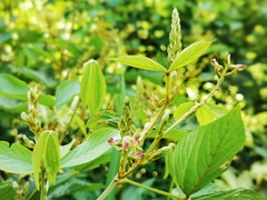 Flemingia macrophylla