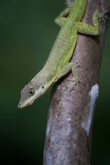 Anolis richardii