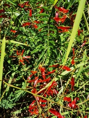 Pterolobium punctatum